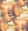 Classic Winnie the Pooh Autumn Pine Cone Desktop Wallpaper